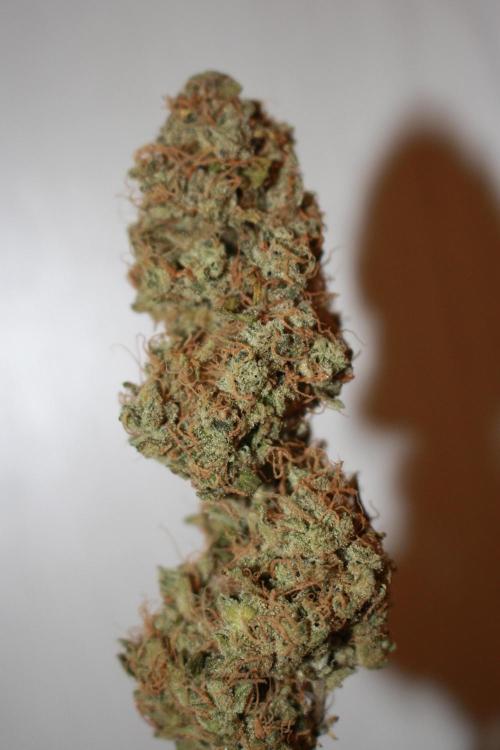 Ayahuasca Purple & White Widow. Week 12 - White Widow (zweite die fertig war)