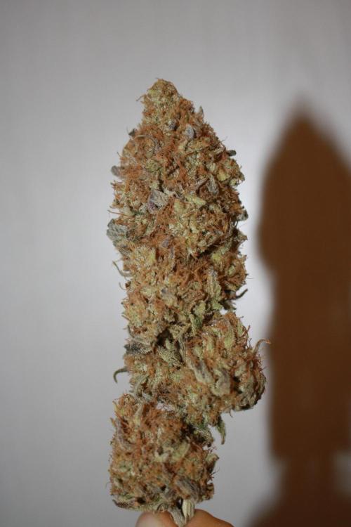 Ayahuasca Purple & White Widow. Week 12 - Ayahuasca Purple