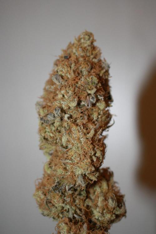 Ayahuasca Purple & White Widow. Week 12 - Ayahuasca Purple