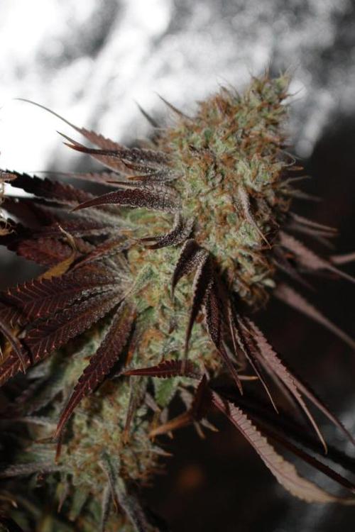 Ayahuasca Purple & White Widow. Week 12