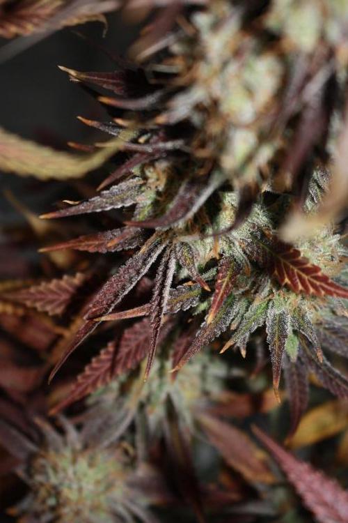 Ayahuasca Purple & White Widow. Week 12