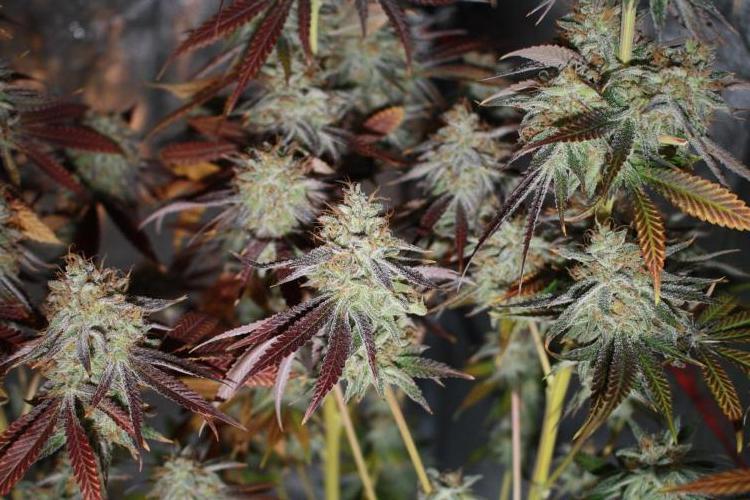 Ayahuasca Purple & White Widow. Week 12