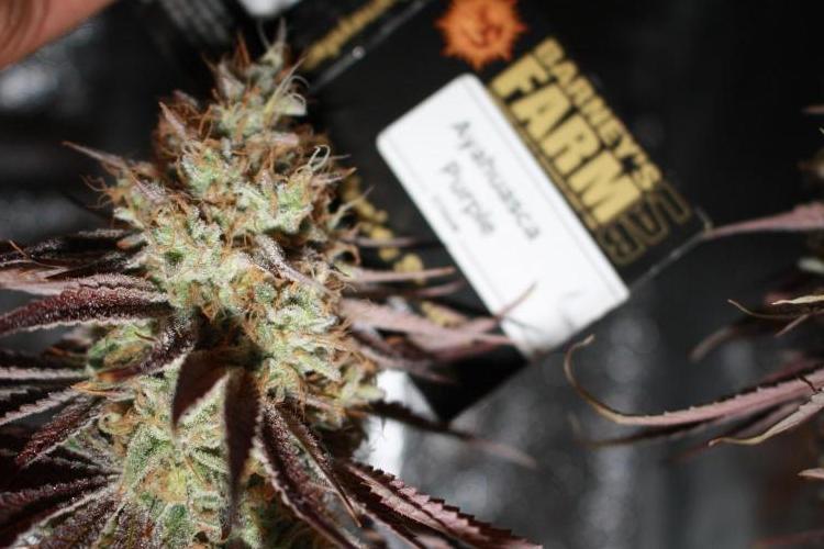 Ayahuasca Purple & White Widow. Week 12