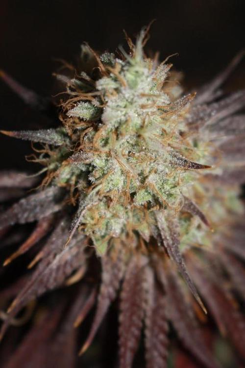 Ayahuasca Purple & White Widow. Week 12