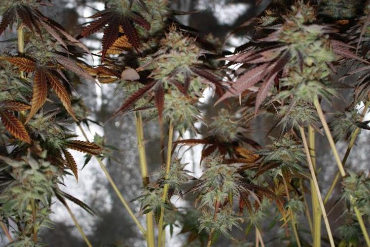 Ayahuasca Purple & White Widow. Week 12