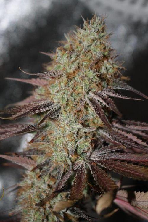 Ayahuasca Purple & White Widow. Week 12