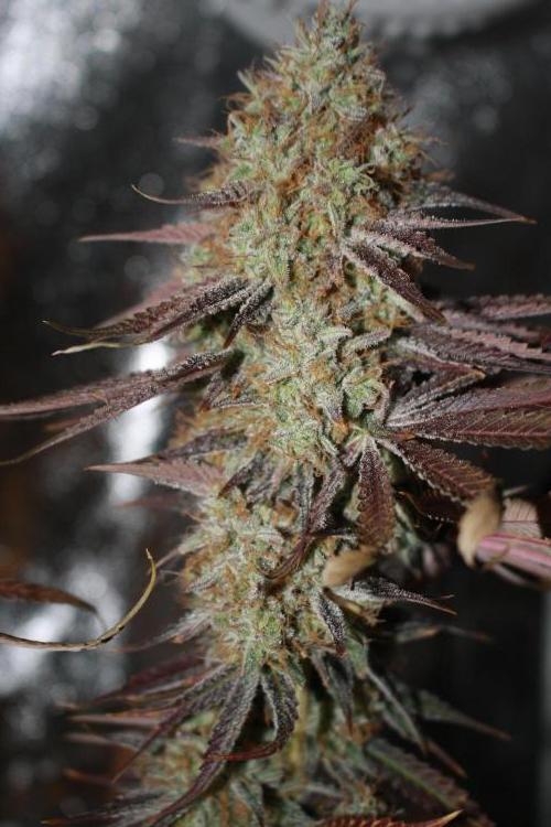 Ayahuasca Purple & White Widow. Week 12