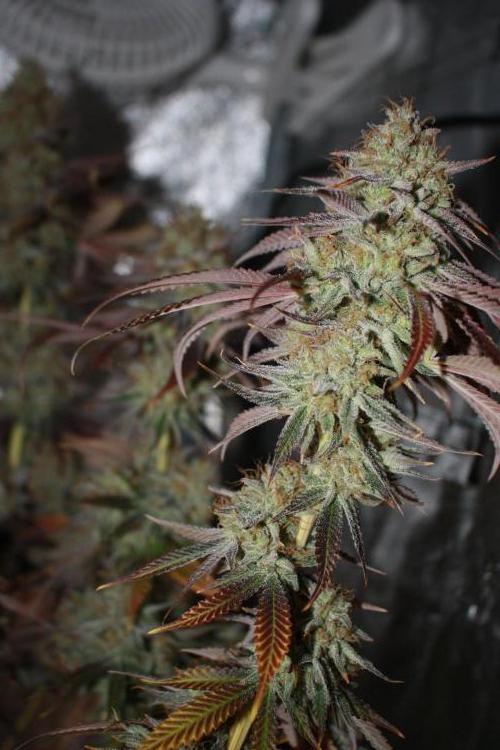 Ayahuasca Purple & White Widow. Week 12