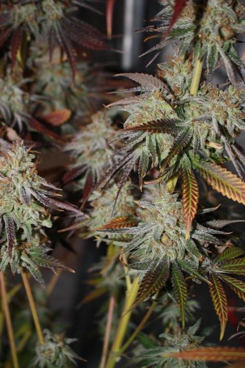 Ayahuasca Purple & White Widow. Week 12