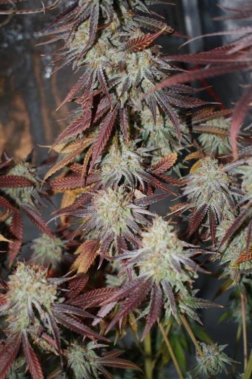 Ayahuasca Purple & White Widow. Week 12