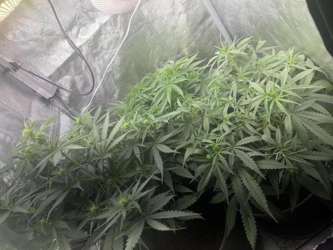 Ayahuasca Purple & White Widow. Week 6