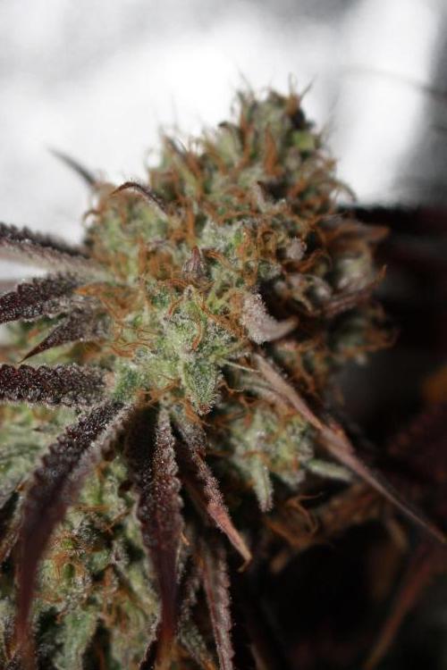 Ayahuasca Purple & White Widow. Week 12