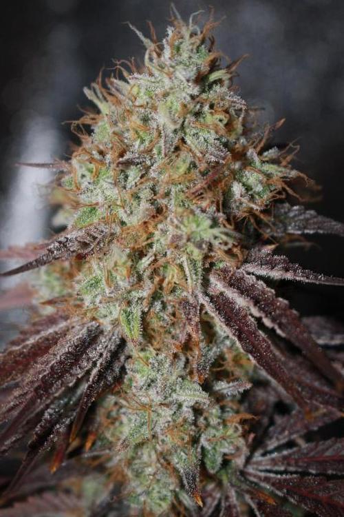 Ayahuasca Purple & White Widow. Week 12