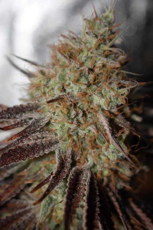 Ayahuasca Purple & White Widow. Week 12