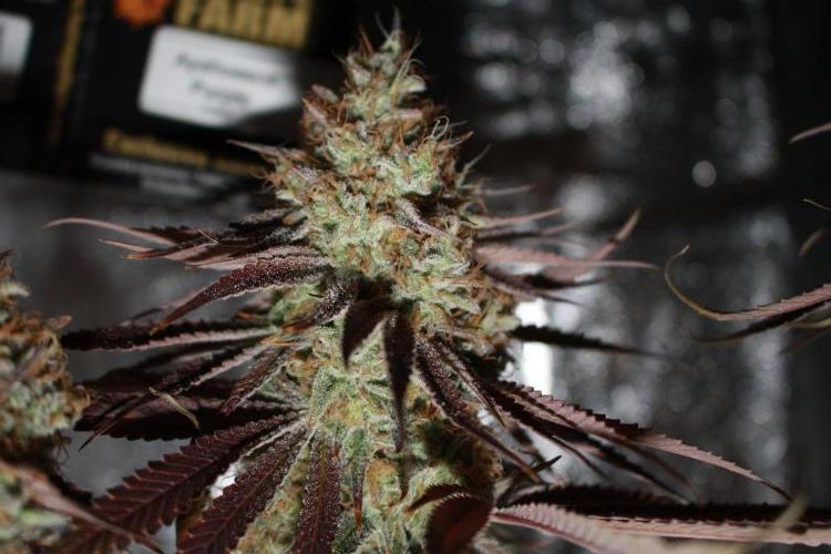 Ayahuasca Purple & White Widow. Week 12