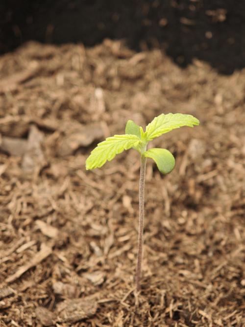 New Years Growth. Week 0 - Black Diamond
5 Days Later