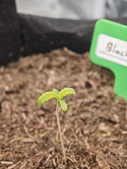 New Years Growth. Week 0 - Black Runtz
5 Days Later