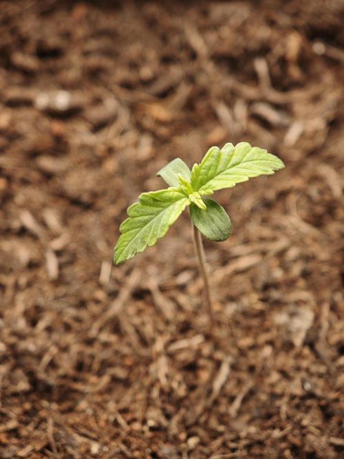 New Years Growth. Week 0 - Pineapple Express 
5 Days Later