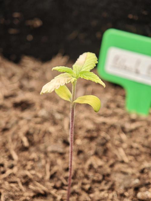 New Years Growth. Week 0 - Black Diamond
Another week later