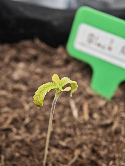 New Years Growth. Week 0 - Black Runtz
Another week later