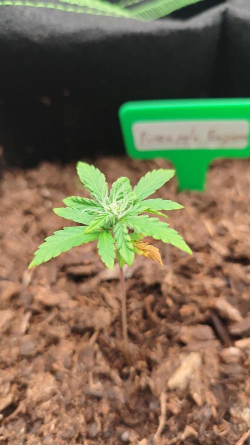 New Years Growth (failure). Week 1