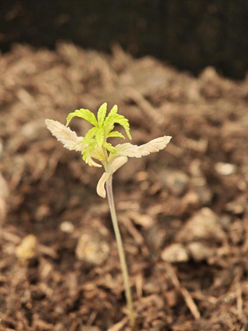 New Years Growth (failure). Week 1