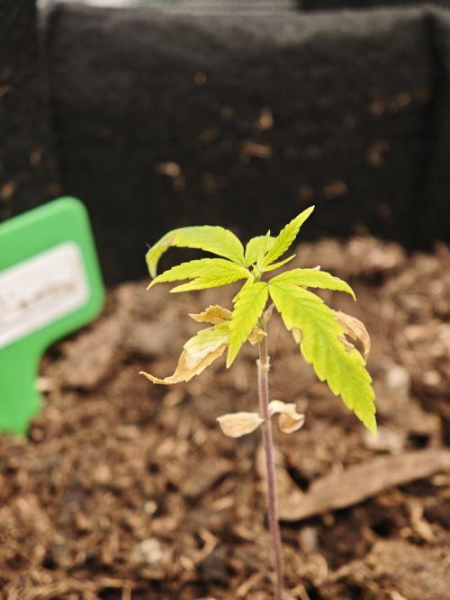 New Years Growth (failure). Week 1