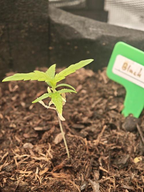 New Years Growth (recoverd). Week 2