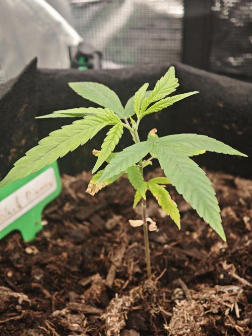 New Years Growth (recoverd). Week 2