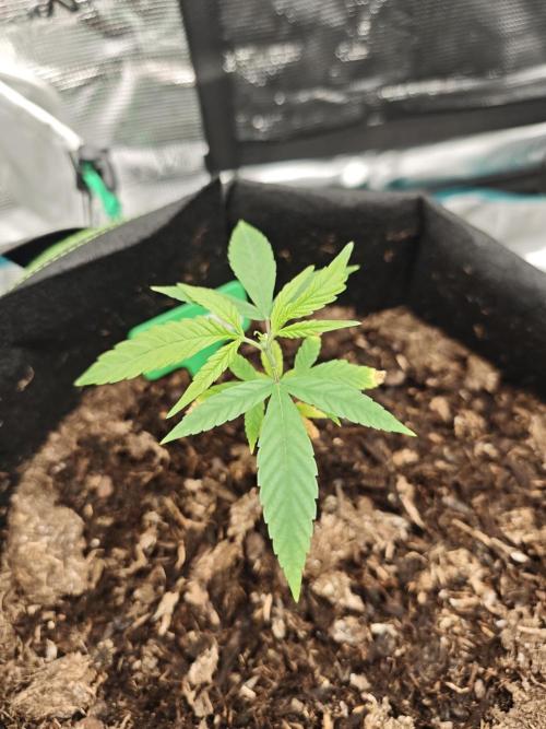 New Years Growth (recoverd). Week 2