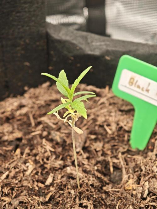 New Years Growth (recoverd). Week 2
