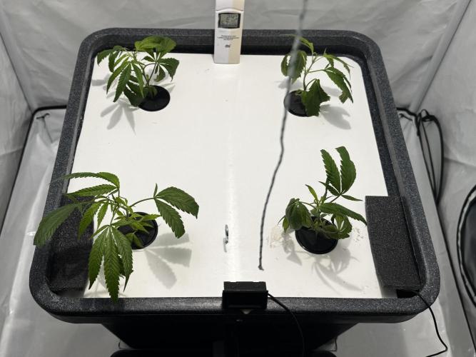Selfmade aeroponic Super Lemon Haze GHS. Week 1 - Got some clones from the www. Had a bit of cold stress. But they will recover 😏
