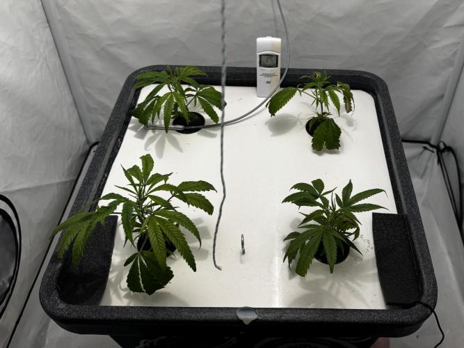 Selfmade aeroponic Super Lemon Haze GHS. Week 1 - Day 4