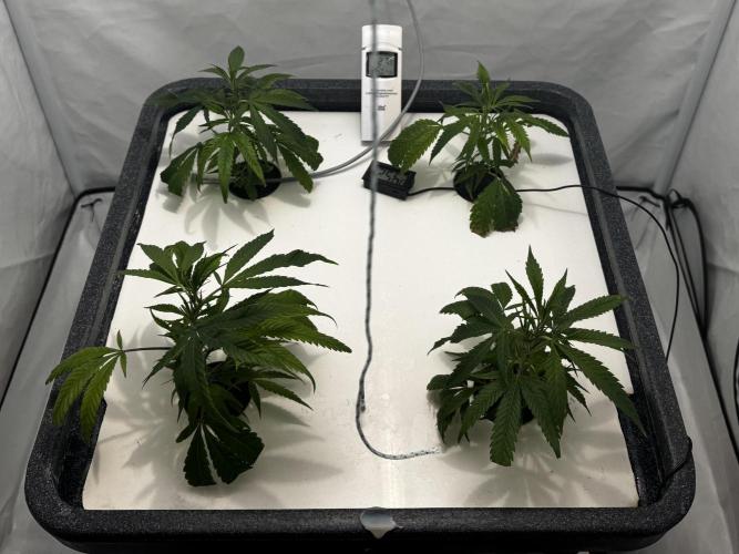 Selfmade aeroponic Super Lemon Haze GHS. Week 2 - Day 8