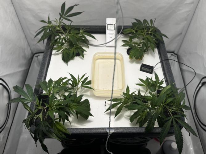 Selfmade aeroponic Super Lemon Haze GHS. Week 2 - Day 10