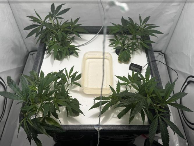 Selfmade aeroponic Super Lemon Haze GHS. Week 2 - Day 11