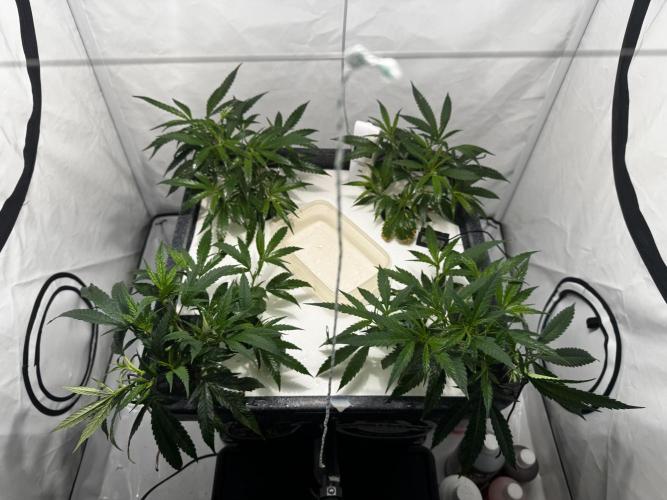 Selfmade aeroponic Super Lemon Haze GHS. Week 3 - Day 15