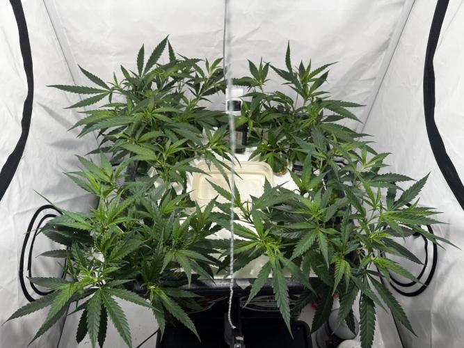 Selfmade aeroponic Super Lemon Haze GHS. Week 3 - Day 18 