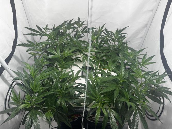 Selfmade aeroponic Super Lemon Haze GHS. Week 3 - Day 20