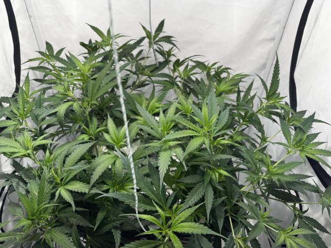 Selfmade aeroponic Super Lemon Haze GHS. Week 5