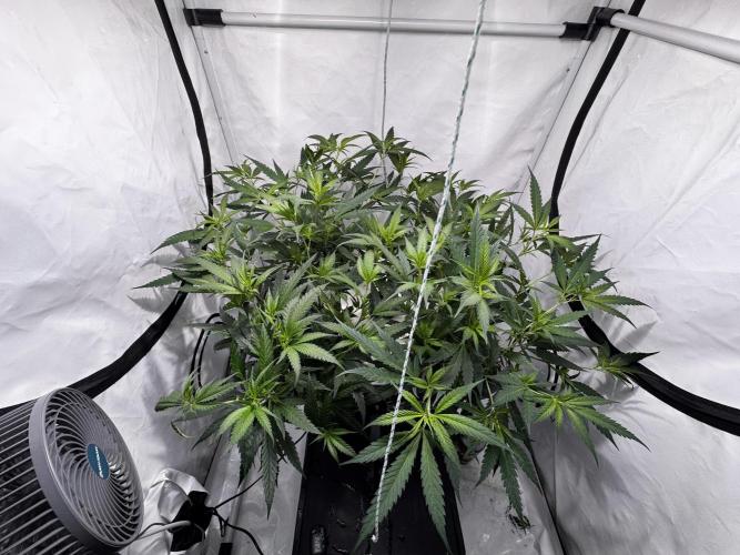 Selfmade aeroponic Super Lemon Haze GHS. Week 5