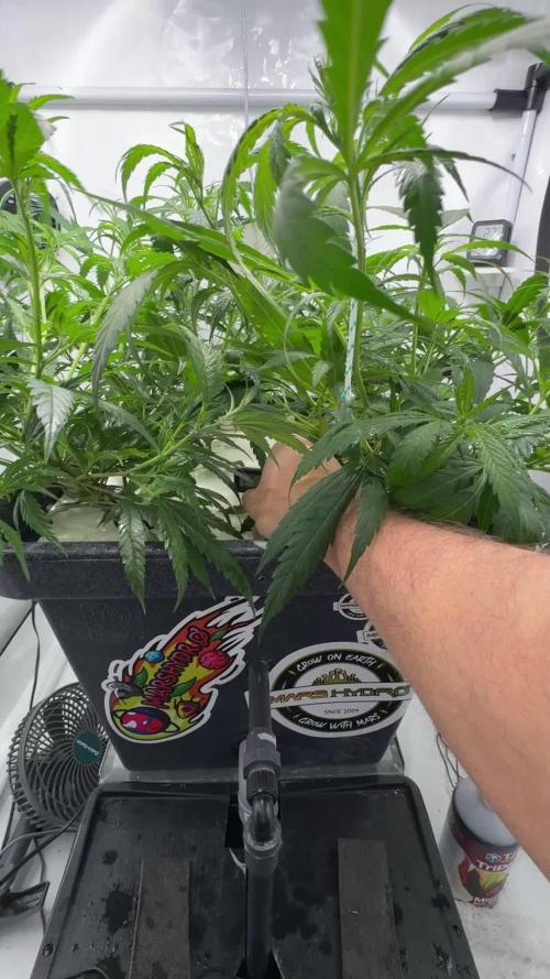 Selfmade aeroponic Super Lemon Haze GHS