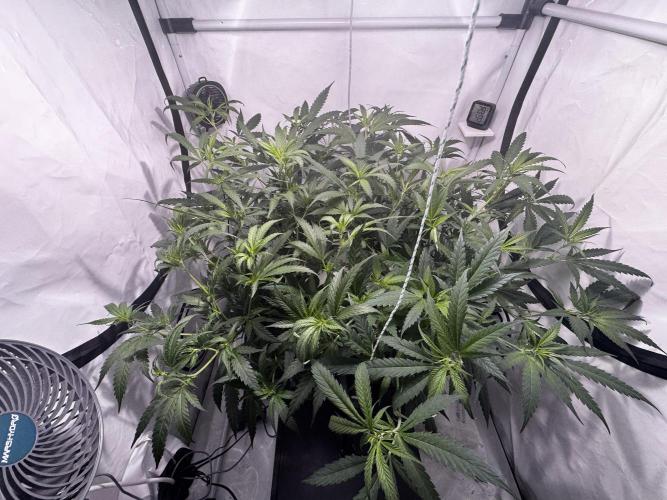 Selfmade aeroponic Super Lemon Haze GHS. Week 5 - Day 4 flowering. Day 28 in total 