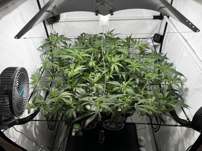 Selfmade aeroponic Super Lemon Haze GHS. Week 6