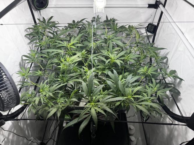 Selfmade aeroponic Super Lemon Haze GHS. Week 6