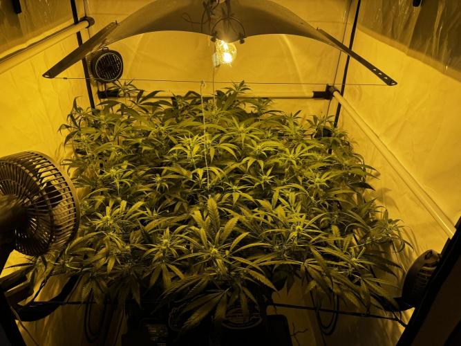 Selfmade aeroponic Super Lemon Haze GHS. Week 7