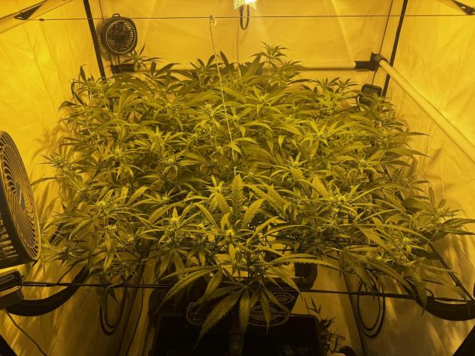 Selfmade aeroponic Super Lemon Haze GHS. Week 7 - Day15