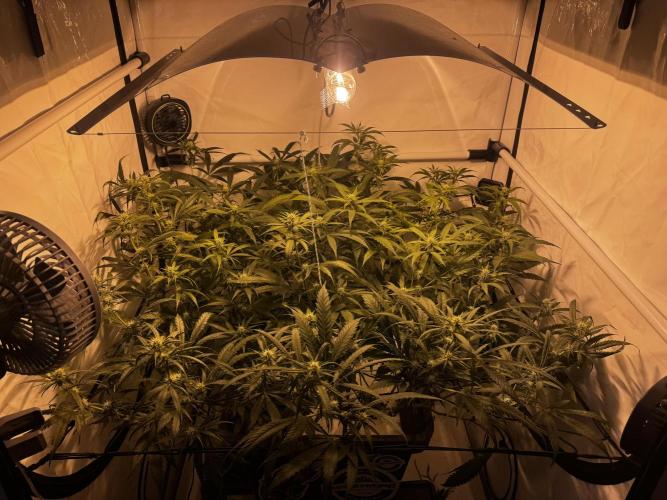 Selfmade aeroponic Super Lemon Haze GHS. Week 7 - Day17