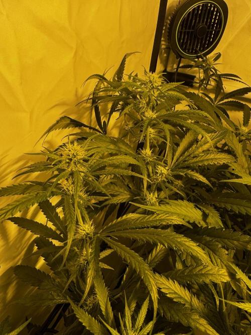 Selfmade aeroponic Super Lemon Haze GHS. Week 7 - Day 17