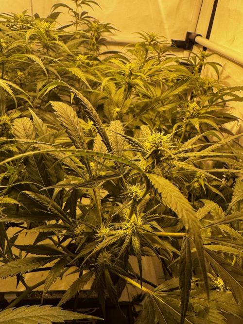 Selfmade aeroponic Super Lemon Haze GHS. Week 7 - Day17